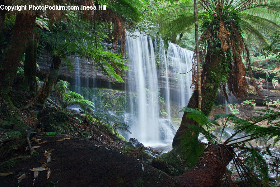 Forest, Jungle, Rainforest, Vegetation, Fern, Plant, Moss