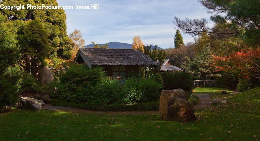 Plant, Potted Plant, Building, Cottage, Housing, Tree Stump, Forest
