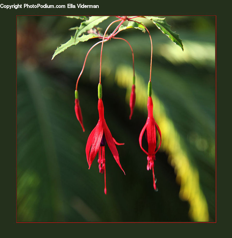 Flora, Flower, Gladiolus, Plant, Blossom, Geranium, Field