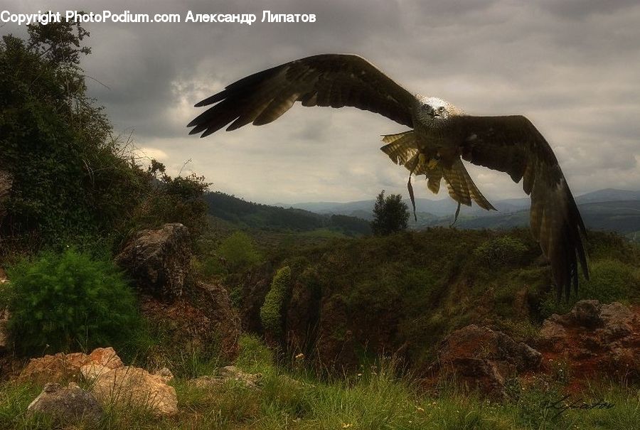 Bird, Eagle, Seagull, Field, Grass, Grassland, Plant