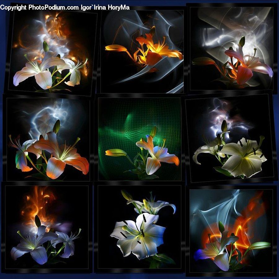 Collage, Poster, Flora, Flower, Lily, Plant, Gladiolus