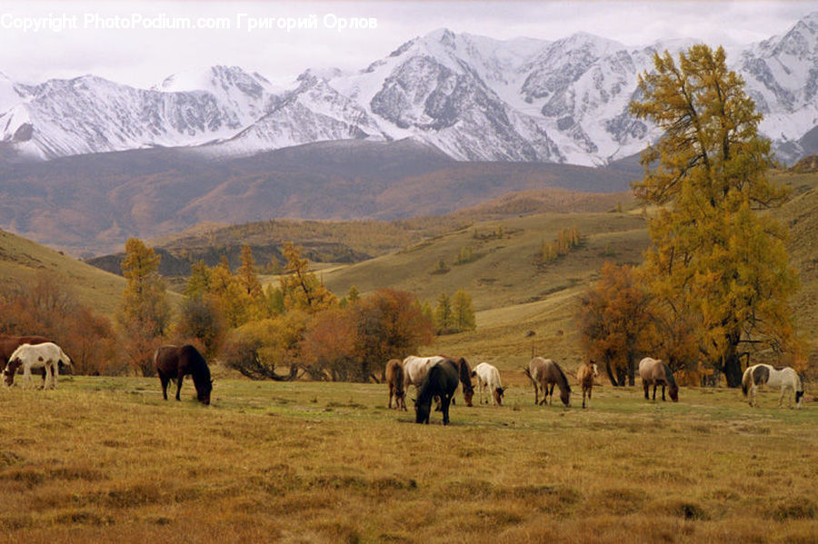 Countryside, Grassland, Meadow, Outdoors, Pasture, Ranch, Grazing