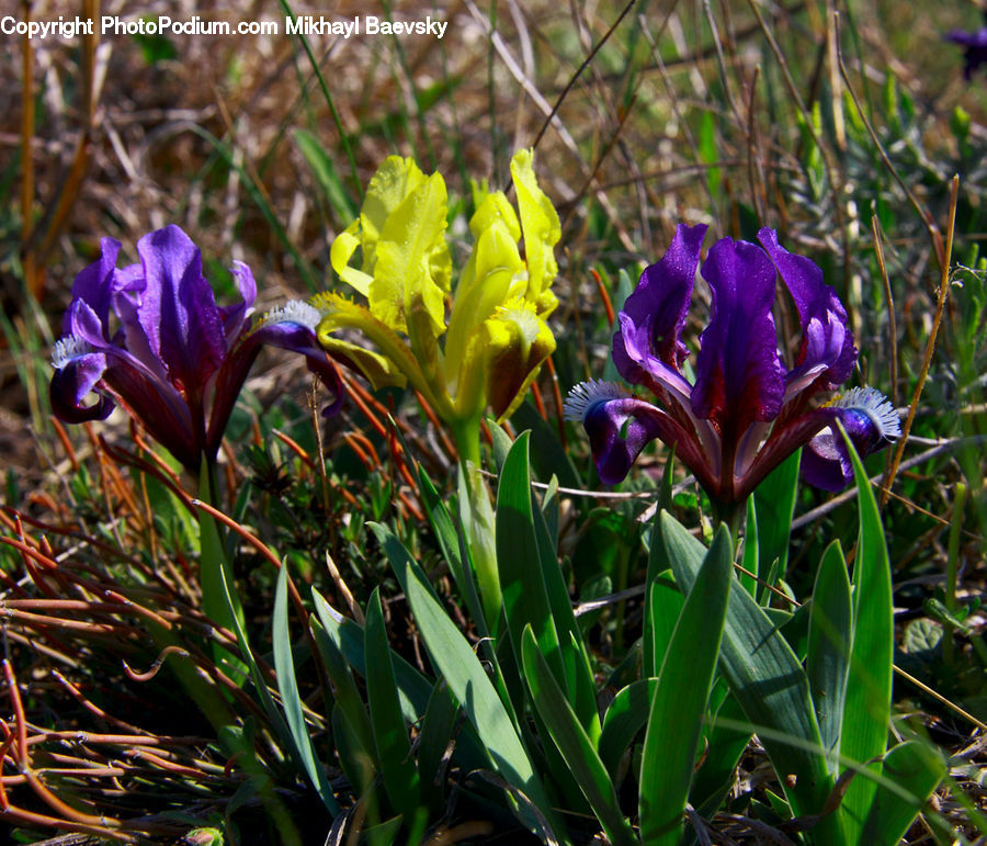 Blossom, Crocus, Flora, Flower, Plant, Iris, Gladiolus
