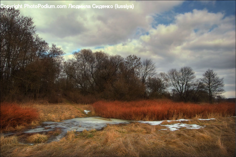 Field, Grass, Grassland, Land, Outdoors, Plant, Marsh