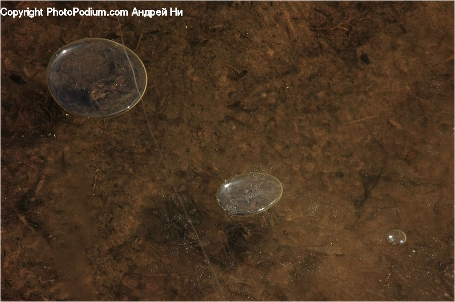 Coin, Dime, Money, Nickel, Bubble, Ground, Soil