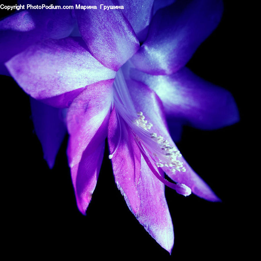 People, Person, Human, Flora, Flower, Gladiolus, Plant