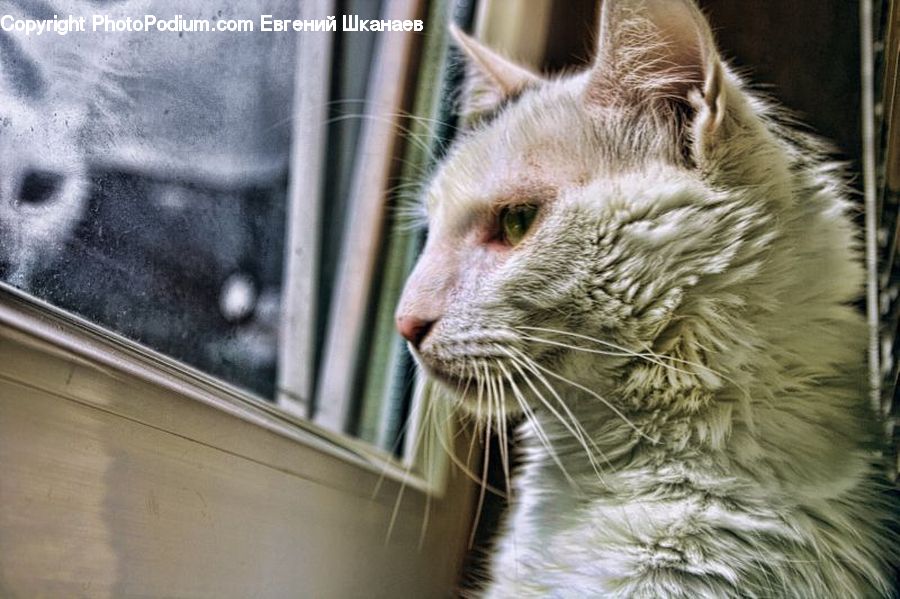 Adorable, Abyssinian, Animal, Cat, Mammal, Pet, Siamese