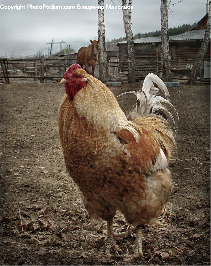Chicken, Fowl, Hen, Poultry, Cock Bird, Rooster, Bird