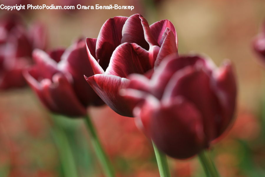 Blossom, Flora, Flower, Plant, Tulip, Carnation, Dahlia