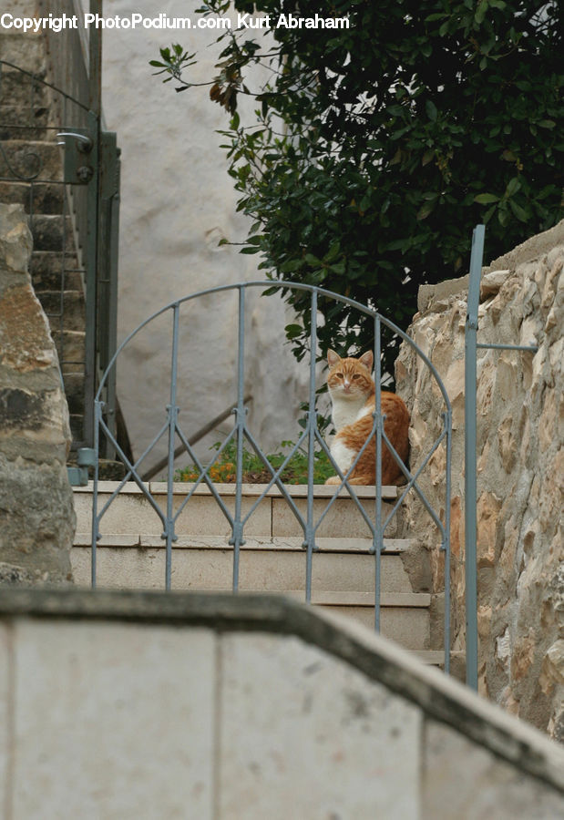 Animal, Cat, Mammal, Pet, Adorable