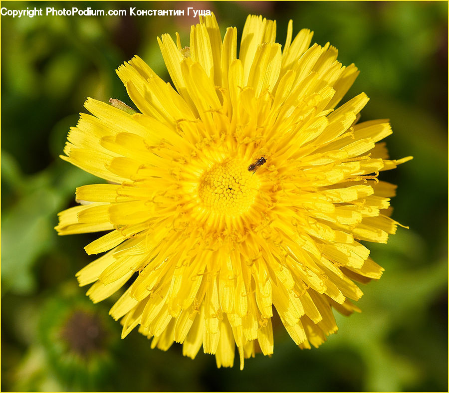 Dandelion, Flower, Plant, Asteraceae, Blossom, Flora, Daisies