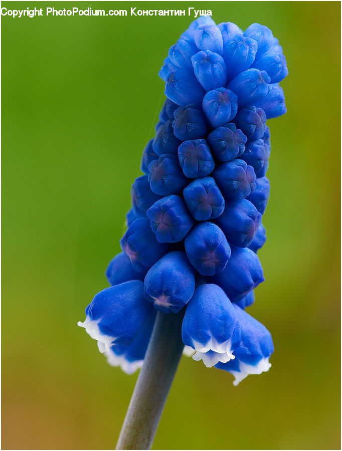 People, Person, Human, Fruit, Grapes, Blossom, Flora