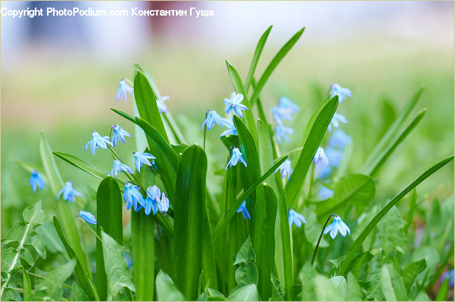Field, Grass, Grassland, Plant, Fiber, Flax, Flora