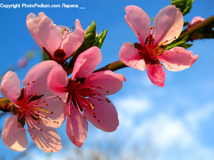 Blossom, Cherry Blossom, Flower, Flora, Plant, Petal, Pollen