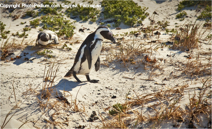 Bird, Booby, Animal, Zoo, Penguin, Arctic, Ice