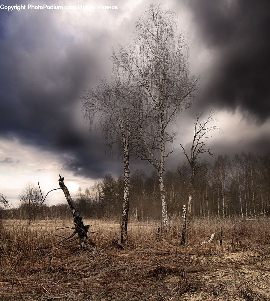 Birch, Tree, Wood, Plant, Field, Grass, Grassland