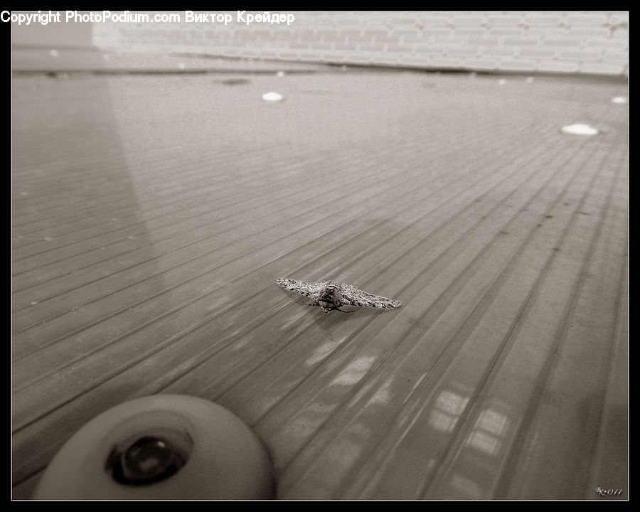 Boardwalk, Deck, Path, Sidewalk, Walkway