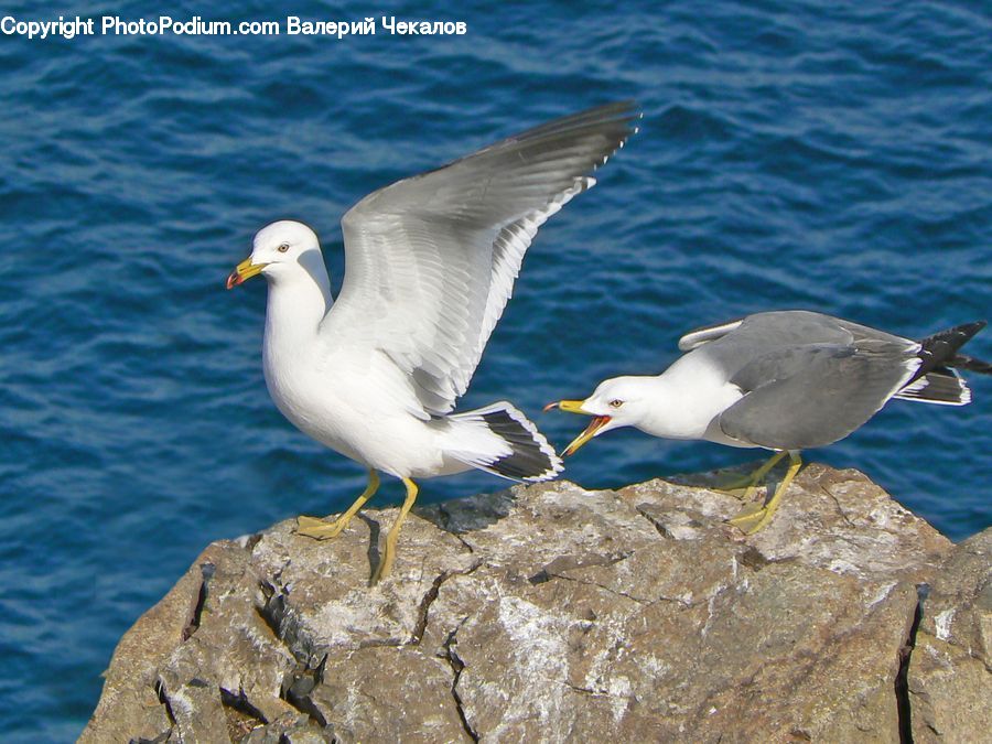 Bird, Seagull, Booby, Coral Reef, Outdoors, Reef, Sea