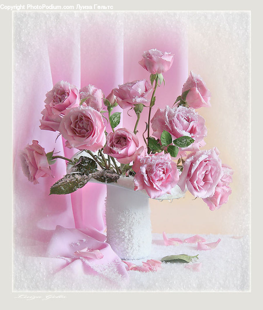 Blossom, Flower, Peony, Plant, Carnation, Rose, Flower Arrangement