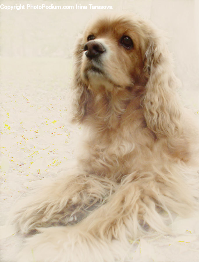 Animal, Canine, Dog, Mammal, Pet, Poodle, Cocker Spaniel