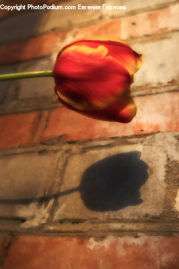 Bell Pepper, Pepper, Produce, Vegetable, Blossom, Flora, Flower