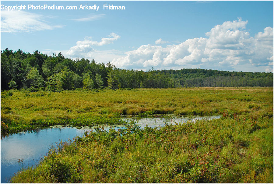 Field, Grass, Grassland, Land, Outdoors, Marsh, Pond
