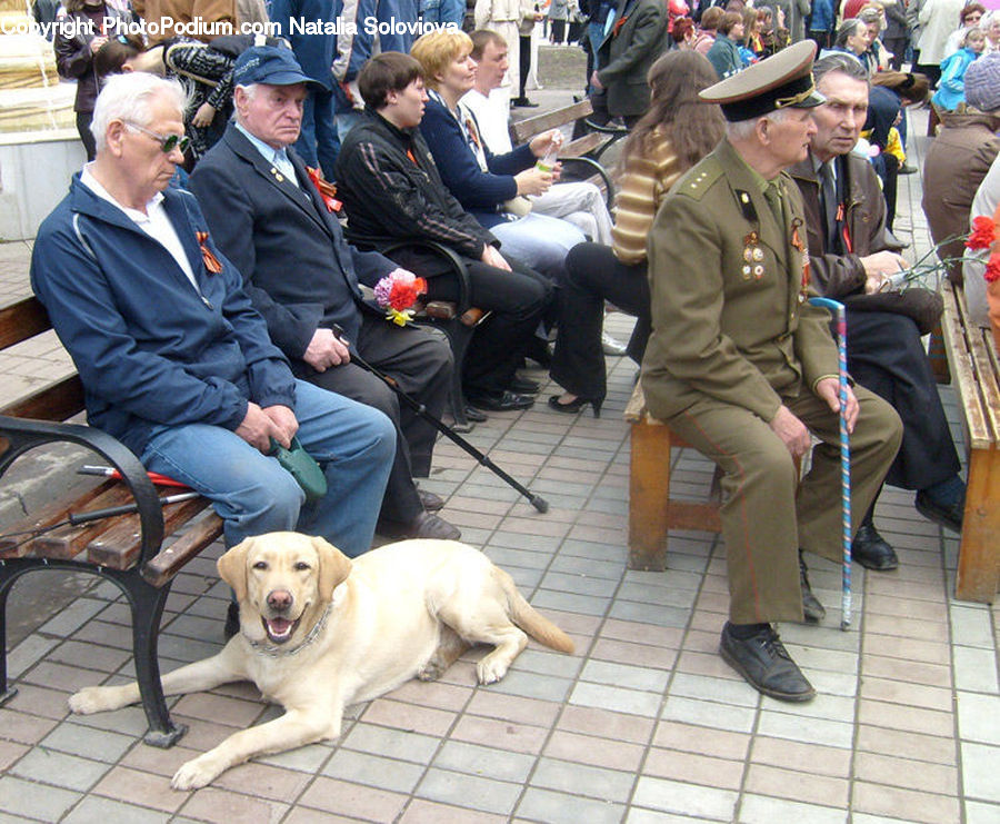 People, Person, Human, Animal, Canine, Dog, Labrador Retriever