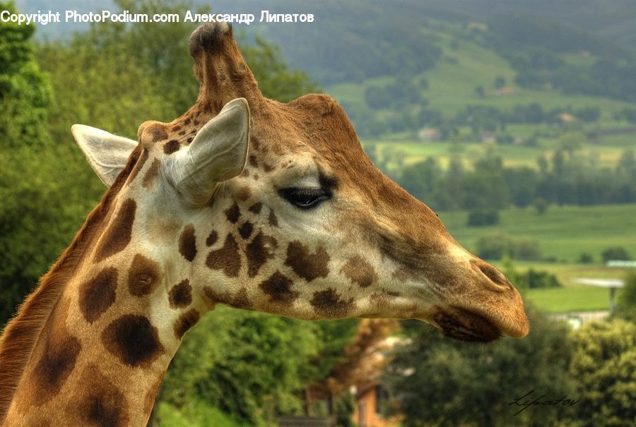Animal, Giraffe, Mammal, Alpaca, Llama, Field, Grass
