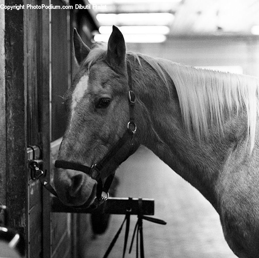 Animal, Horse, Mammal, Stallion, Tripod, Accessories