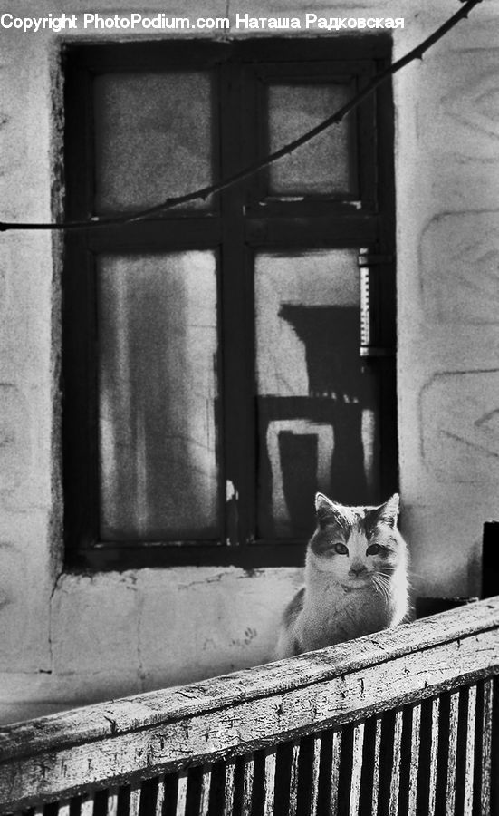 Brick, Animal, Cat, Egyptian Cat, Mammal, Pet, Adorable