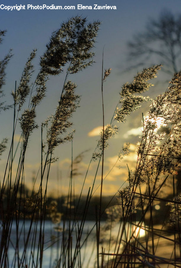 Grass, Plant, Reed, Field, Grassland, Dawn, Dusk