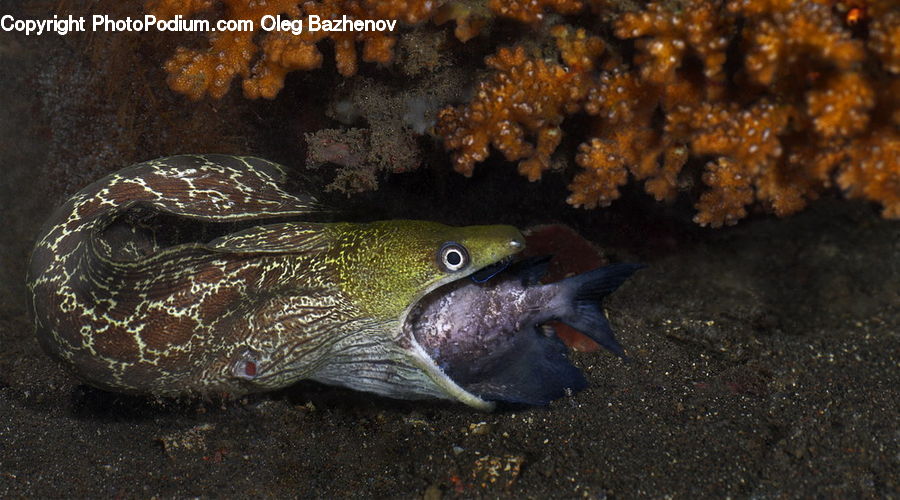 Eel, Fish, Sea Life, Angelfish, Cod, Aquatic, Water