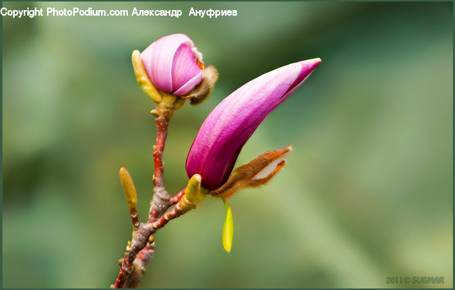 Bud, Plant, Blossom, Flora, Flower, Crocus, Geranium