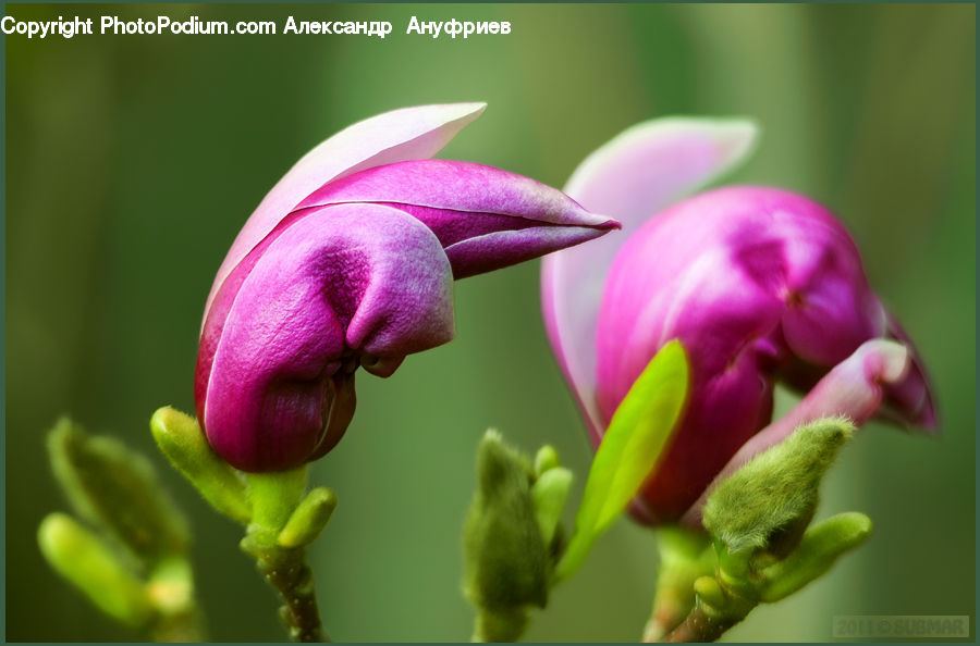 Bud, Plant, Blossom, Flora, Flower, Crocus