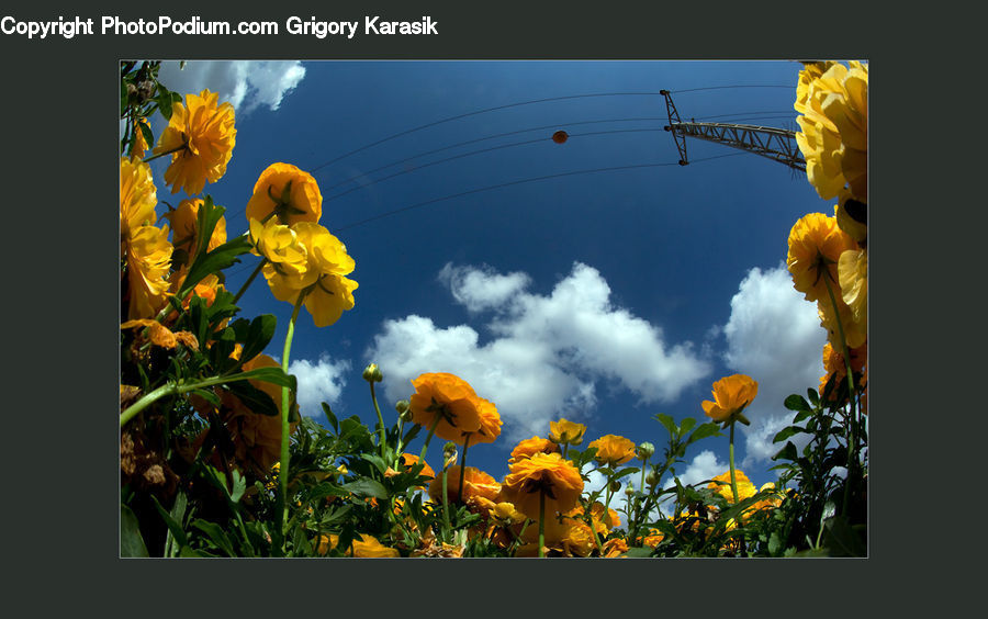 Plant, Potted Plant, Blossom, Flora, Flower, Sunflower, Daffodil