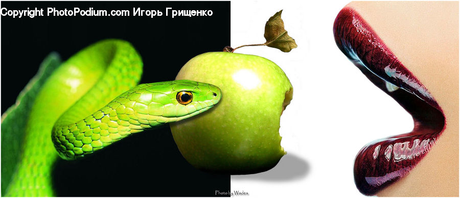 Bamboo, Bamboo Shoot, Produce, Vegetable, Leaf, Plant, Green Snake