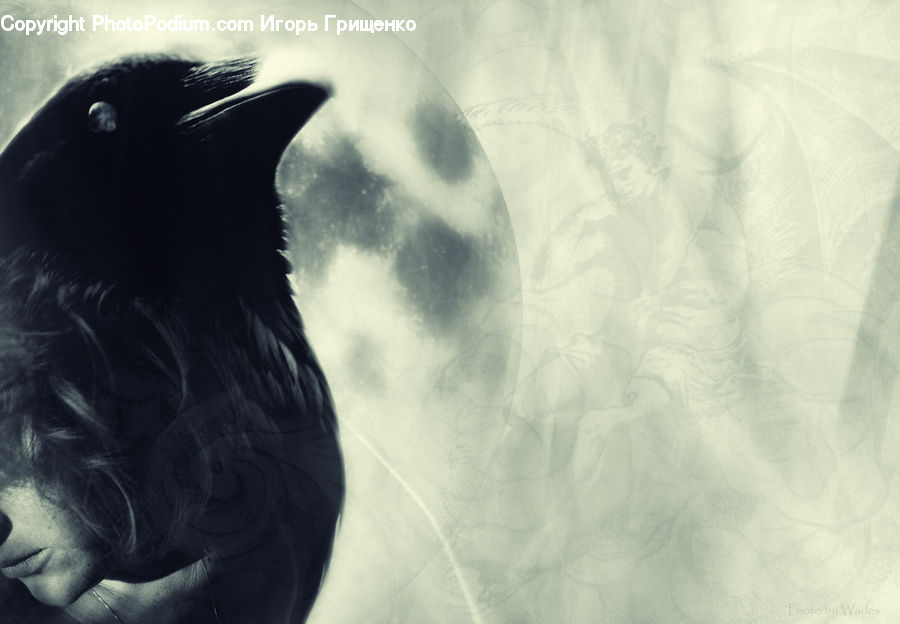 Animal, Black Cat, Cat, Mammal, Pet, Bird, Blackbird