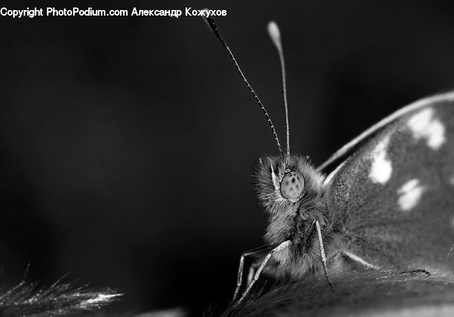Butterfly, Insect, Invertebrate, Arachnid, Garden Spider, Spider, Asilidae