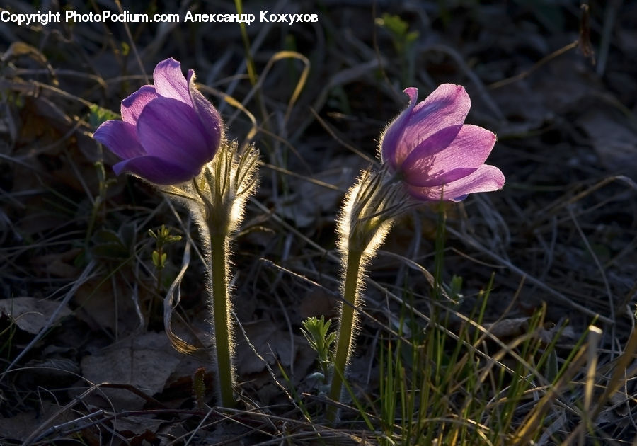 Blossom, Crocus, Flora, Flower, Plant, Anemone, Iris