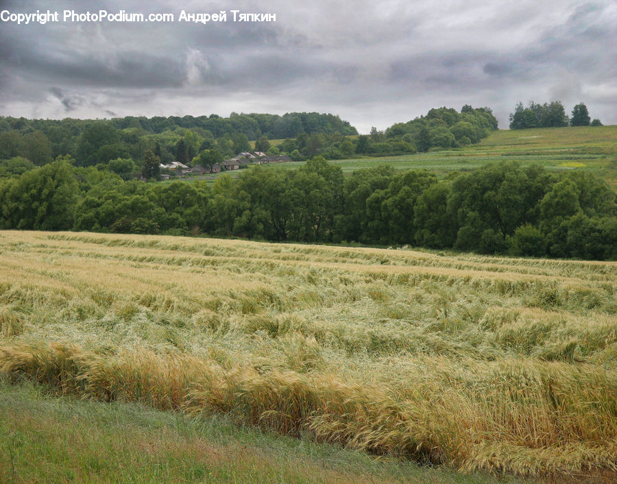 Field, Grass, Grassland, Land, Outdoors, Plant, Landscape