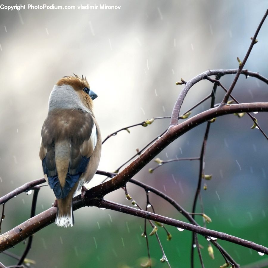 Bird, Blue Jay, Bluebird, Jay, Accipiter, Swallow, Bee Eater