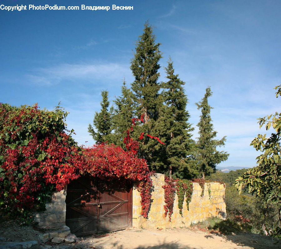 Conifer, Fir, Plant, Tree, Blossom, Flora, Flower