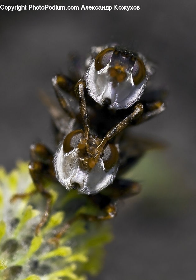 Arachnid, Garden Spider, Insect, Invertebrate, Spider, Flora, Pollen