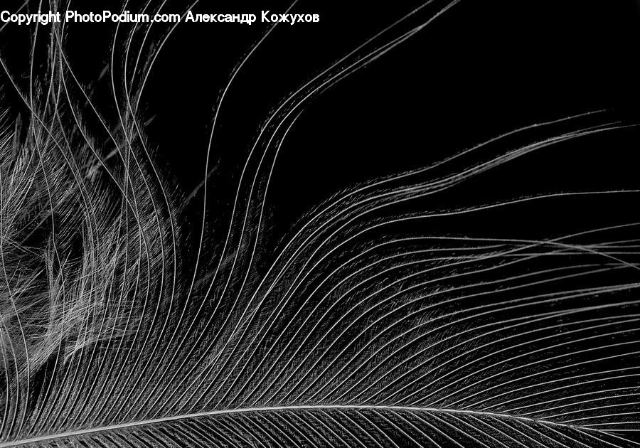 Fractal, Night, Outdoors, Plant, Arecaceae, Palm Tree, Tree