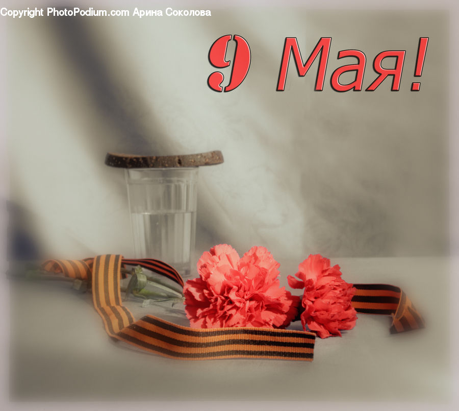 Blossom, Carnation, Flower, Plant, Headband, Music Band, Diary