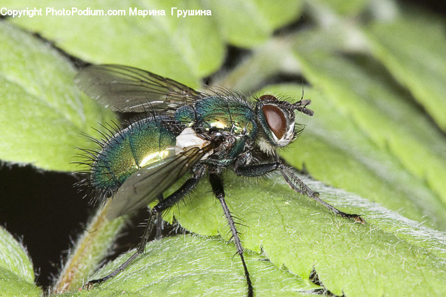 Asilidae, Insect, Anisoptera, Dragonfly, Invertebrate
