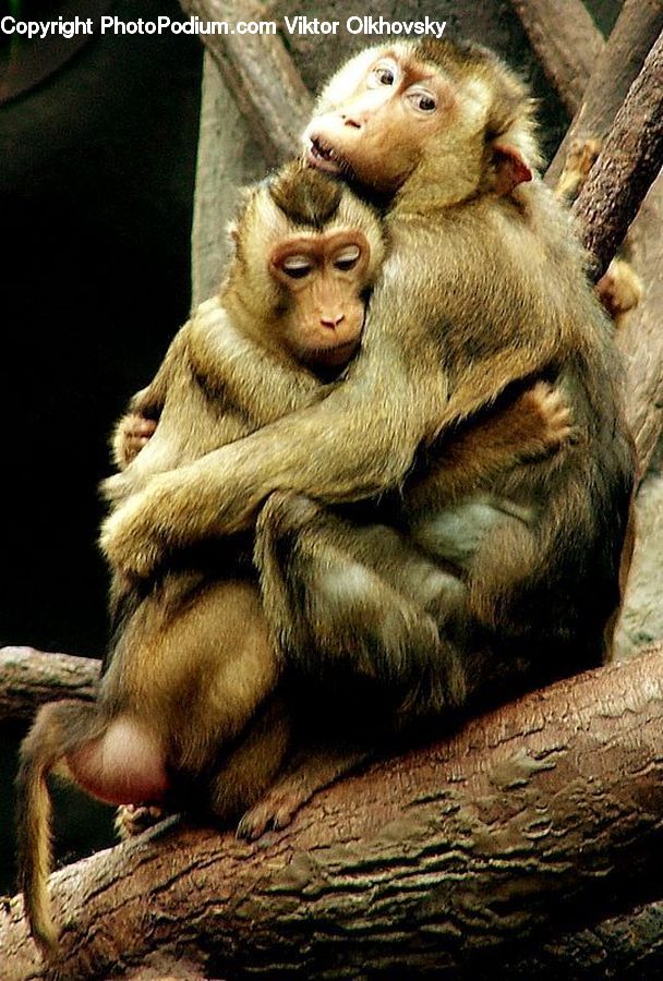 Animal, Mammal, Monkey, Baboon