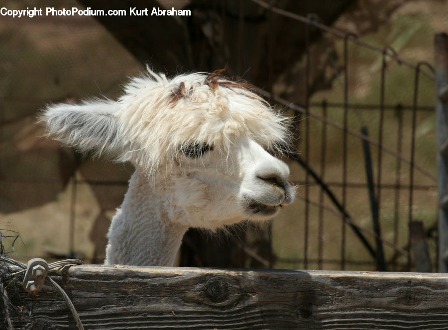 Animal, Goat, Mammal, Mountain Goat, Alpaca, Llama, Wool