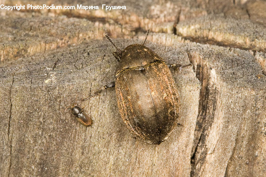 Dung Beetle, Insect, Invertebrate