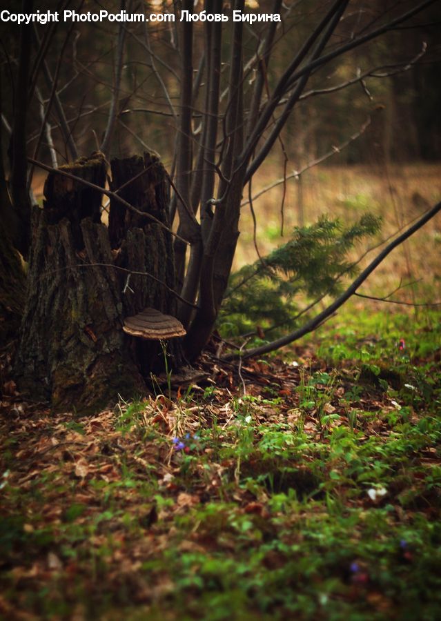 Moss, Plant, Conifer, Tree, Wood, Yew, Fence